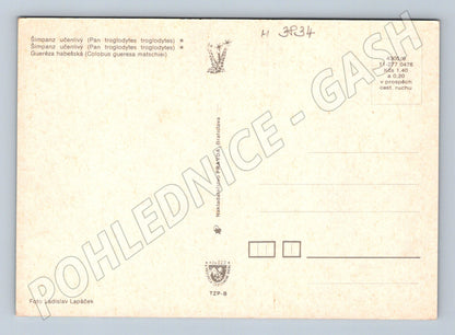 Pohlednice ZOO Dvůr Králové – šimpanz a gueréza (M3834)