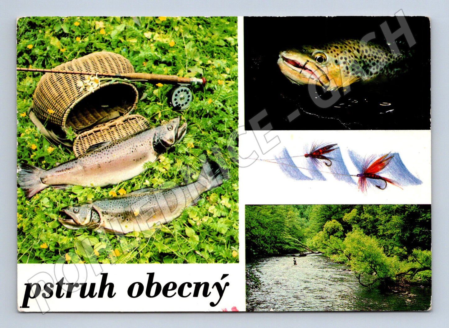 Pohlednice pstruh obecný – rybí motiv (M3835)