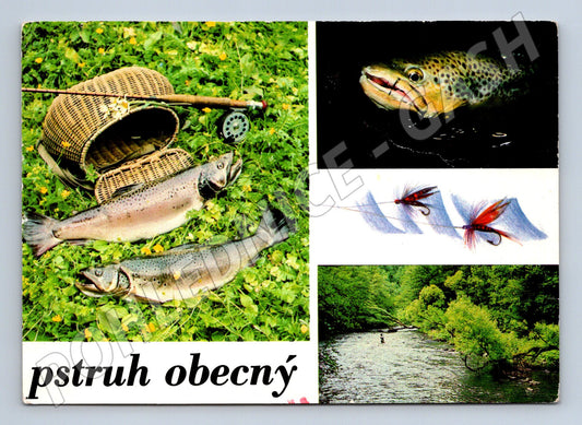 Pohlednice pstruh obecný – rybí motiv (M3835)