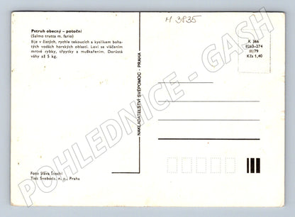 Pohlednice pstruh obecný – rybí motiv (M3835)