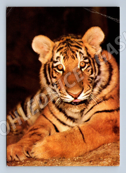 Pohlednice tygr sibiřský – ZOO Praha (M3836)