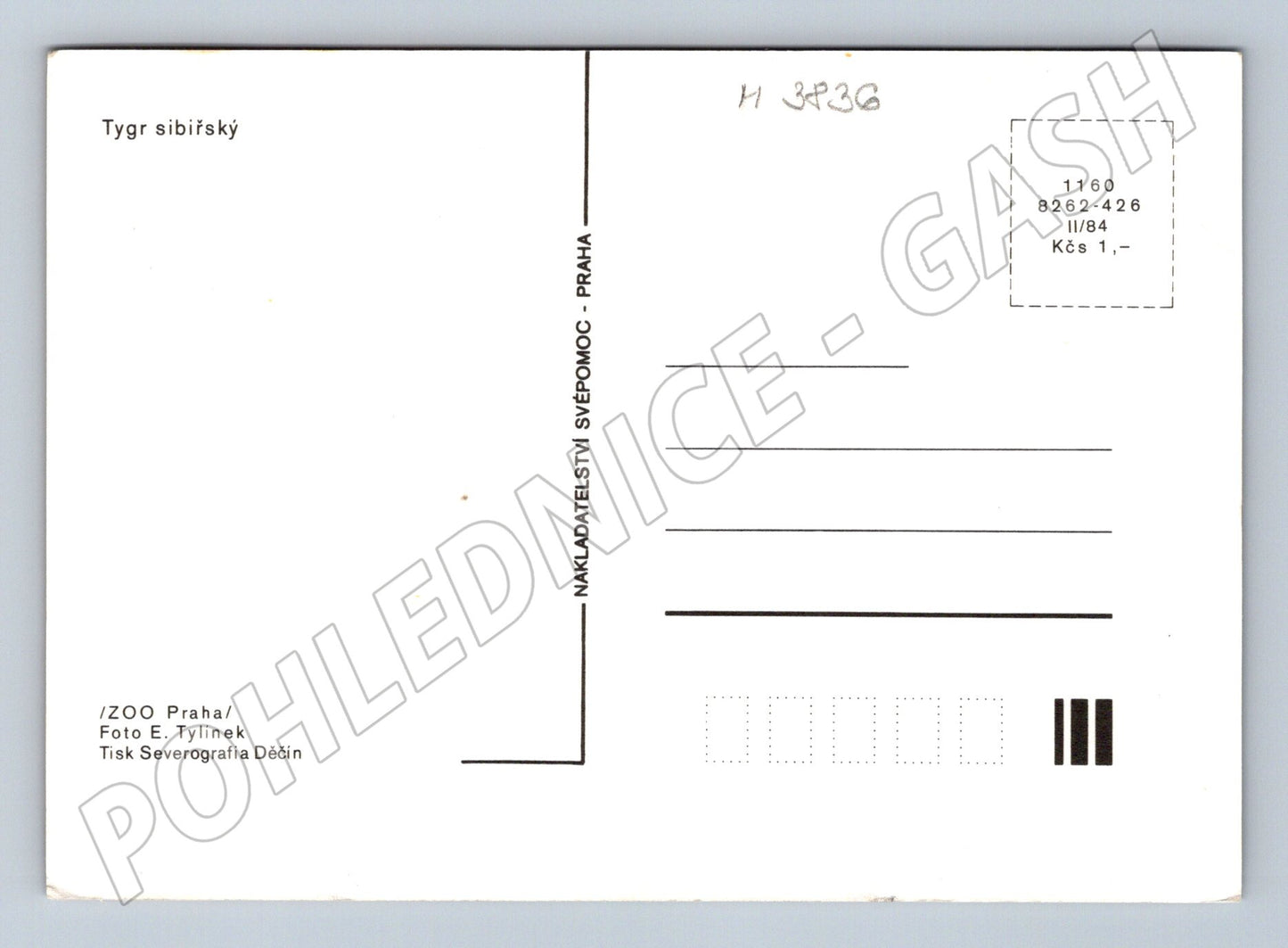 Pohlednice tygr sibiřský – ZOO Praha (M3836)