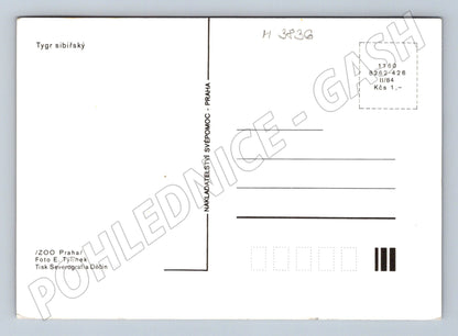 Pohlednice tygr sibiřský – ZOO Praha (M3836)