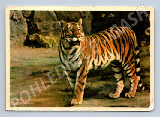 Pohlednice amurský tygr – Moskva zoo (M3837)