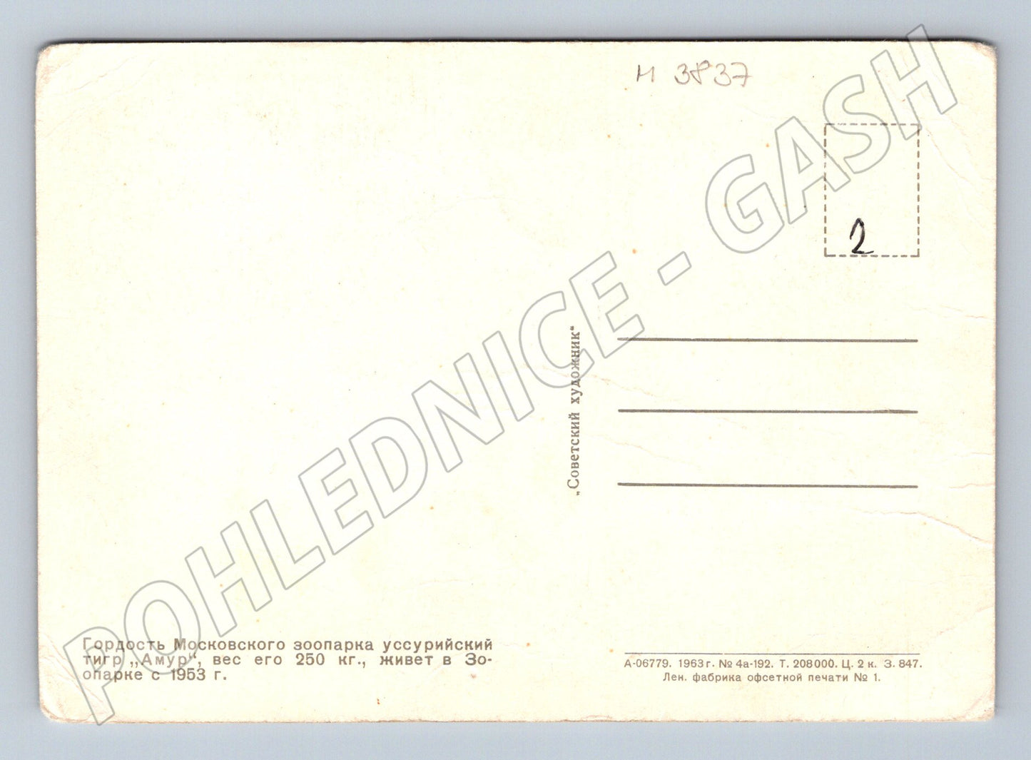 Pohlednice amurský tygr – Moskva zoo (M3837)