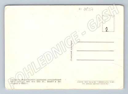 Pohlednice amurský tygr – Moskva zoo (M3837)