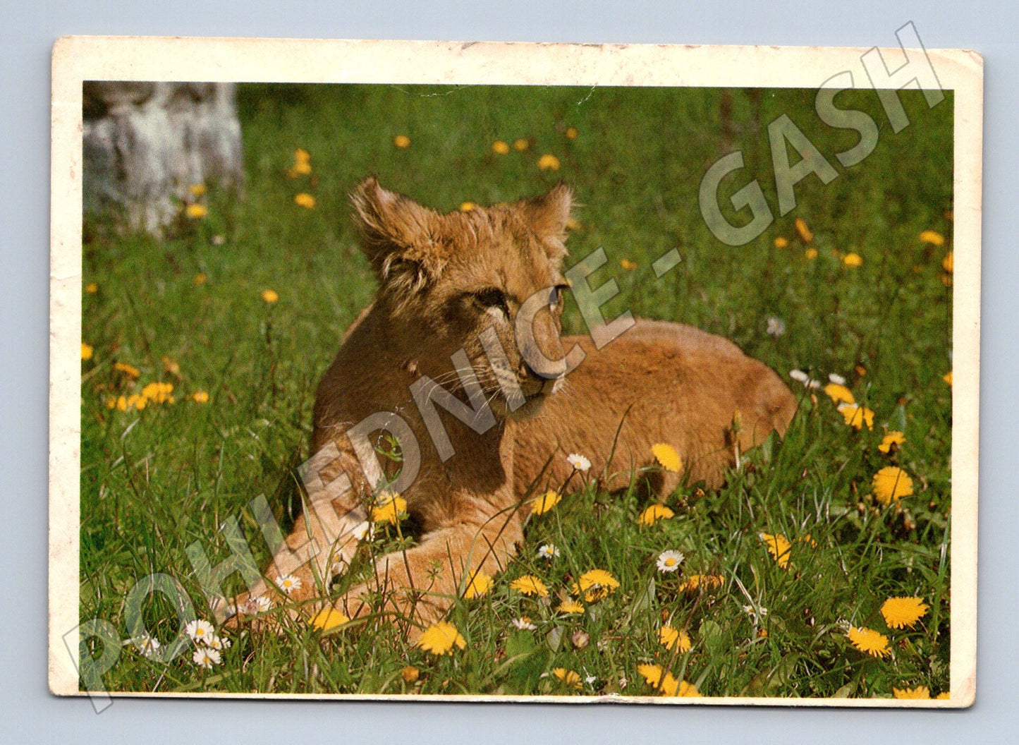 Pohlednice lev pustinný – mládě lva (M3838)
