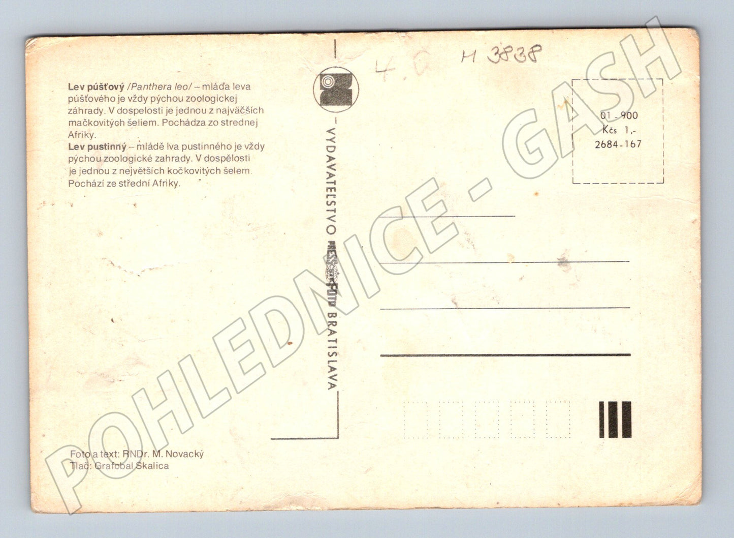 Pohlednice lev pustinný – mládě lva (M3838)