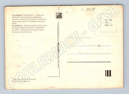 Pohlednice lev pustinný – mládě lva (M3838)