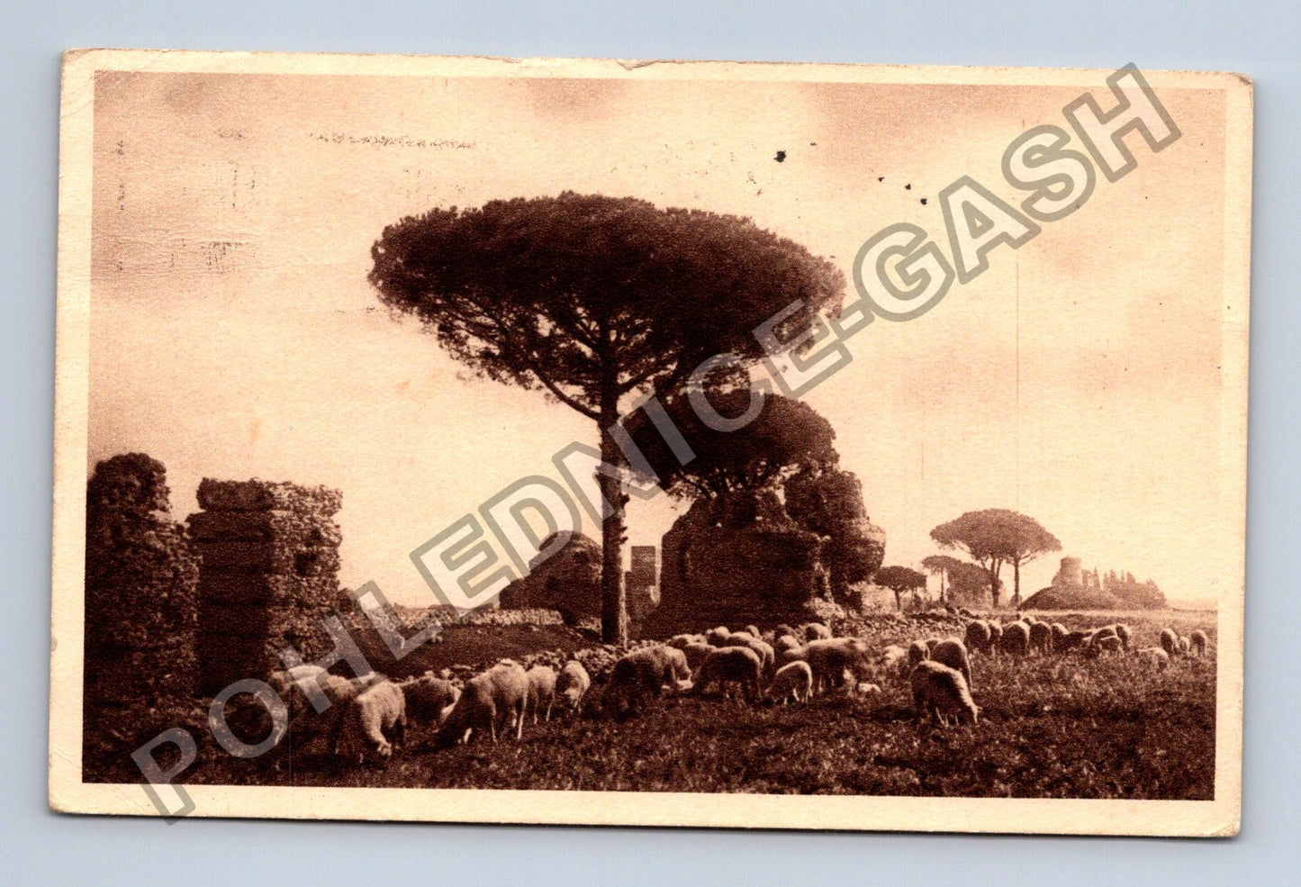 Pohlednice Itálie Řím Via Appia ovce pinie ruiny (M38386)