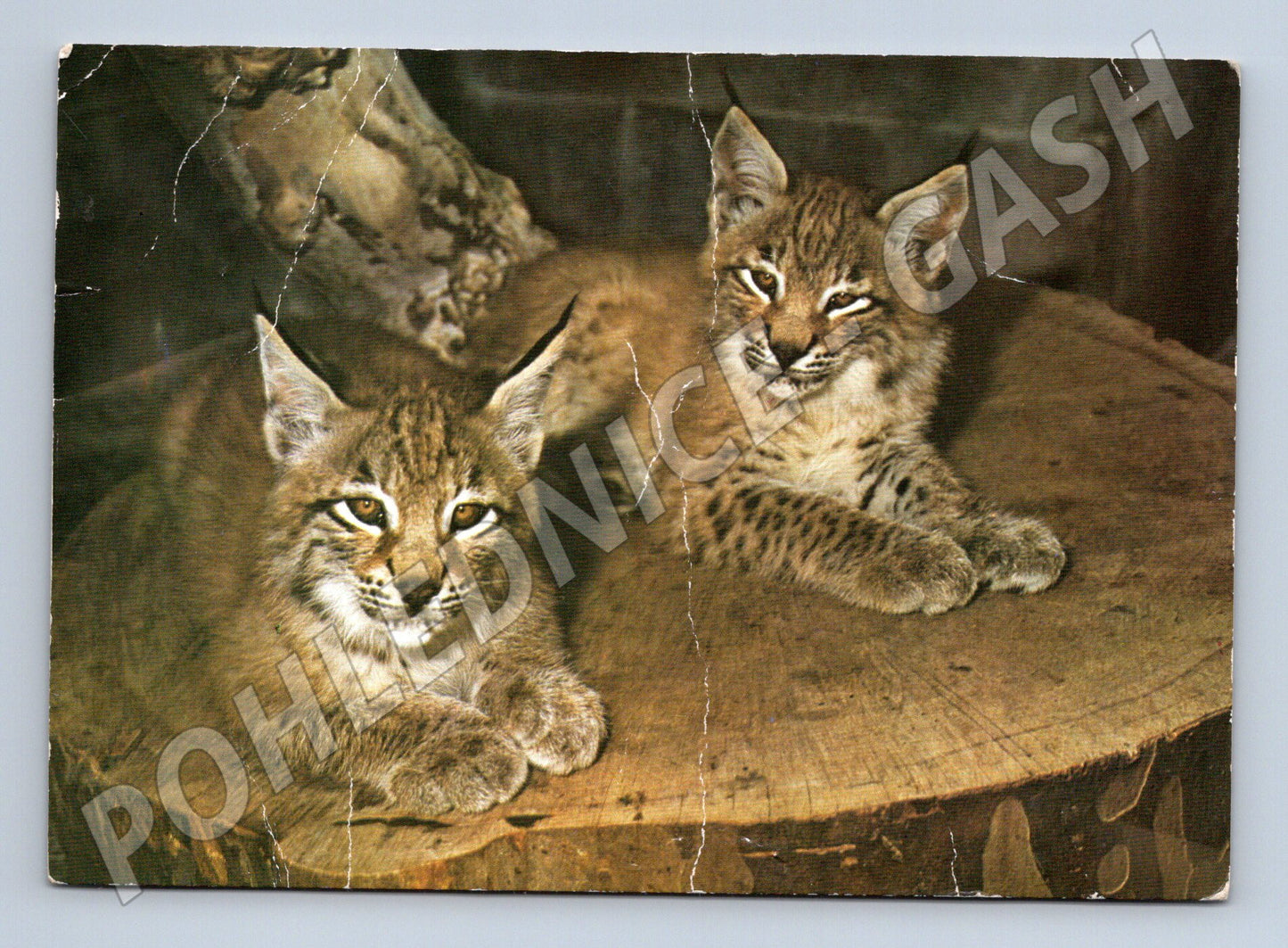 Pohlednice rys ostrovid – mláďata (M3839)