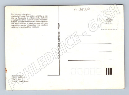 Pohlednice rys ostrovid – mláďata (M3839)