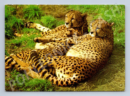 Pohlednice gepard štíhlý – ZOO Dvůr Králové (M3840)