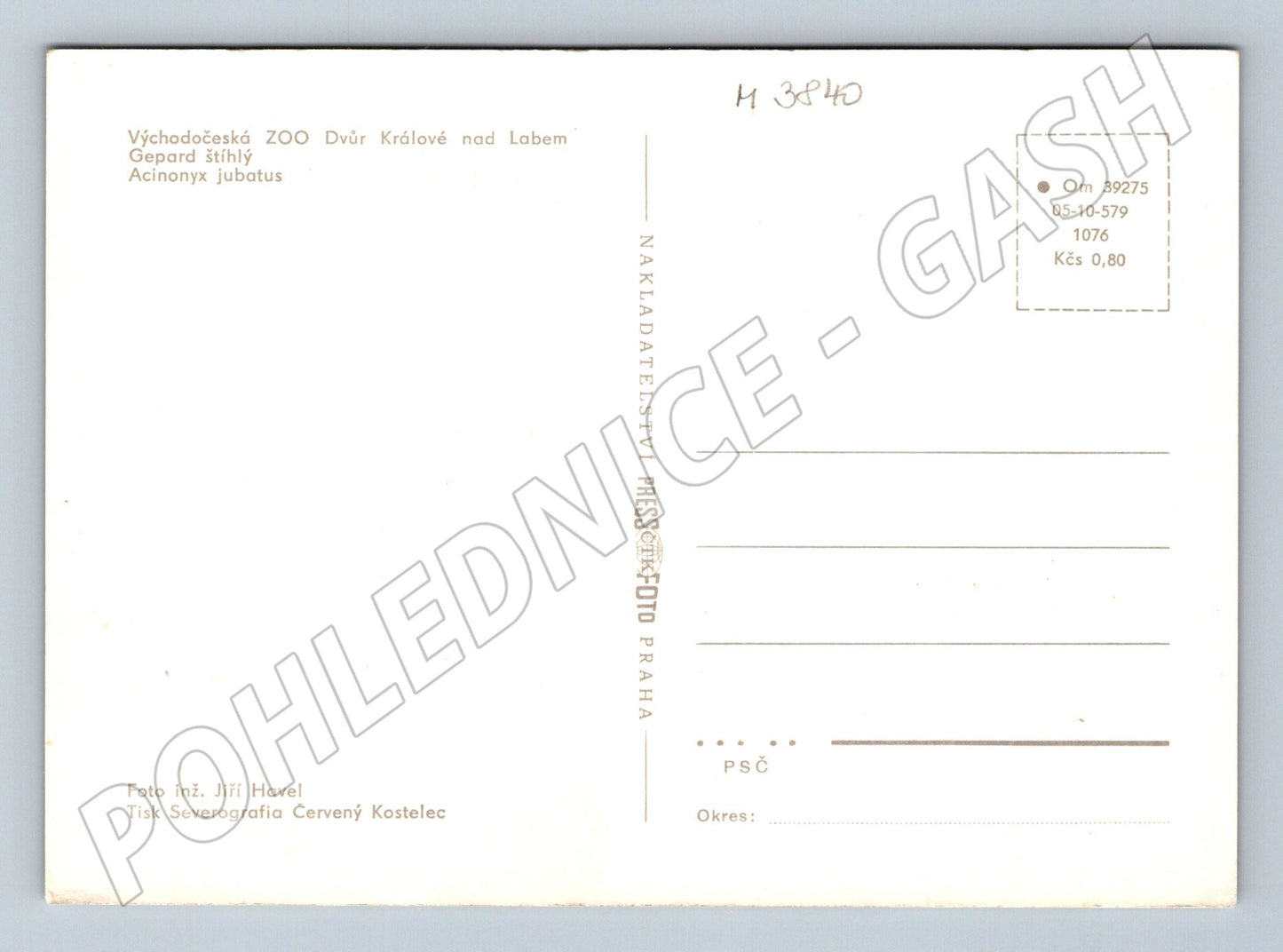 Pohlednice gepard štíhlý – ZOO Dvůr Králové (M3840)