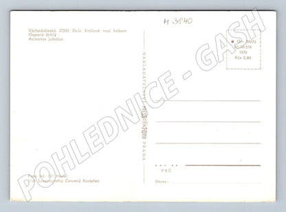 Pohlednice gepard štíhlý – ZOO Dvůr Králové (M3840)