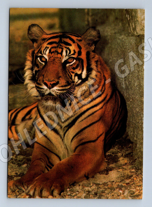 Pohlednice tygr sumaterský – ZOO Olomouc (M3841)