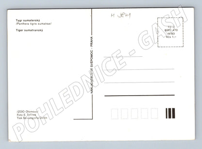 Pohlednice tygr sumaterský – ZOO Olomouc (M3841)