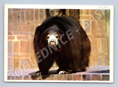 Pohlednice medvěd pyskatý – portrét zvířete (M3842)