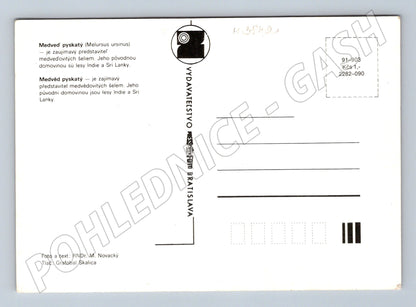 Pohlednice medvěd pyskatý – portrét zvířete (M3842)