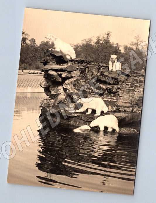 Pohlednice kozy na skále – Elly Teppe (M3843)