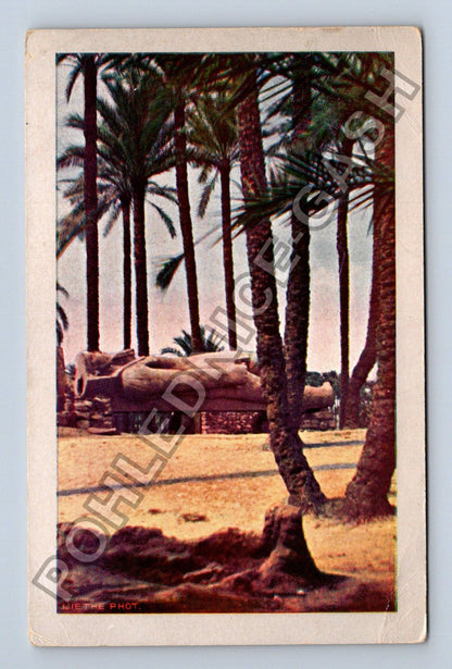 Pohlednice Egypt kolosální socha Ramsese palmy (M38432)