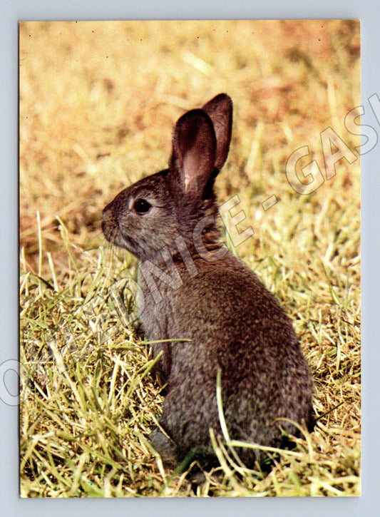 Pohlednice mladý králík na trávě (M3844)