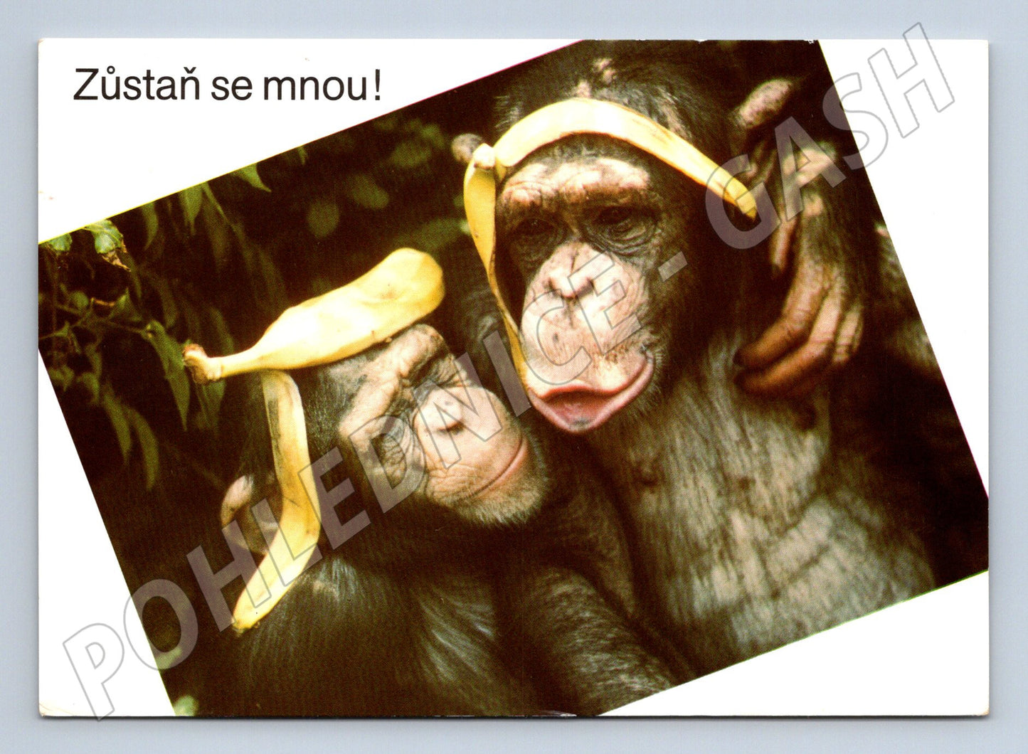 Pohlednice šimpanzi – Zůstaň se mnou, humorný motiv (M3845)