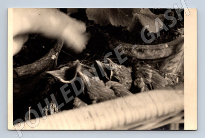 Pohlednice mláďata ptáků v hnízdě – černobílý motiv (M3846)