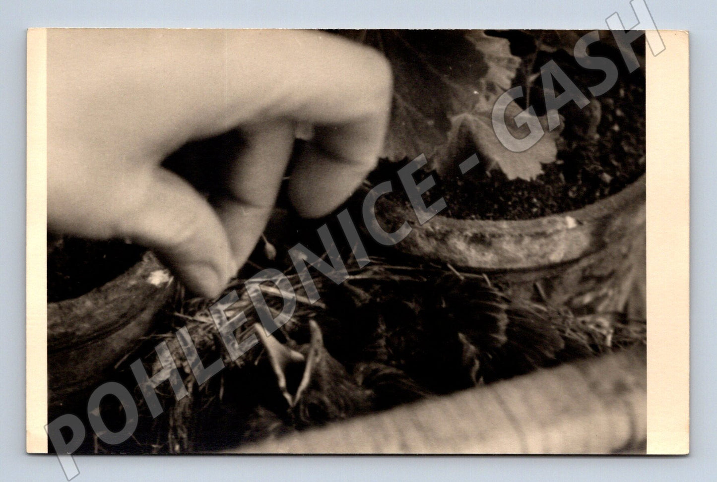 Pohlednice ruka sázející rostlinku – umělecká čb (M3847)