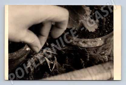 Pohlednice ruka sázející rostlinku – umělecká čb (M3847)