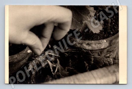 Pohlednice ruka sázející rostlinku – umělecká čb (M3847)