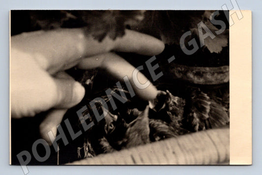 Pohlednice mláďata v hnízdě – černobílý motiv (M3848)