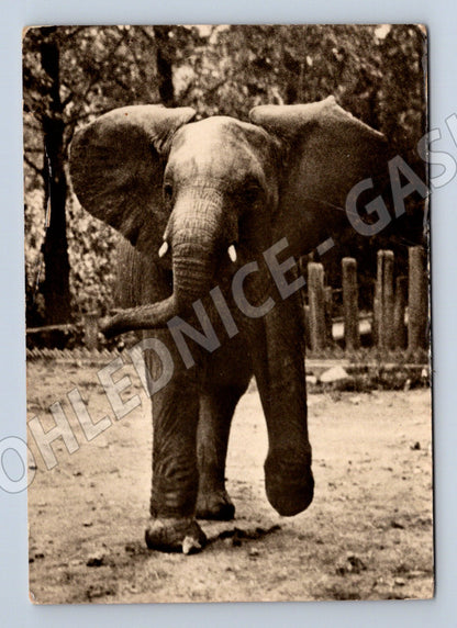 Pohlednice slon africký – Zoo Praha, čb motiv (M3849)