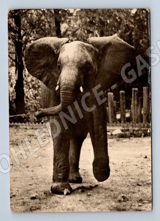 Pohlednice slon africký – Zoo Praha, čb motiv (M3849)
