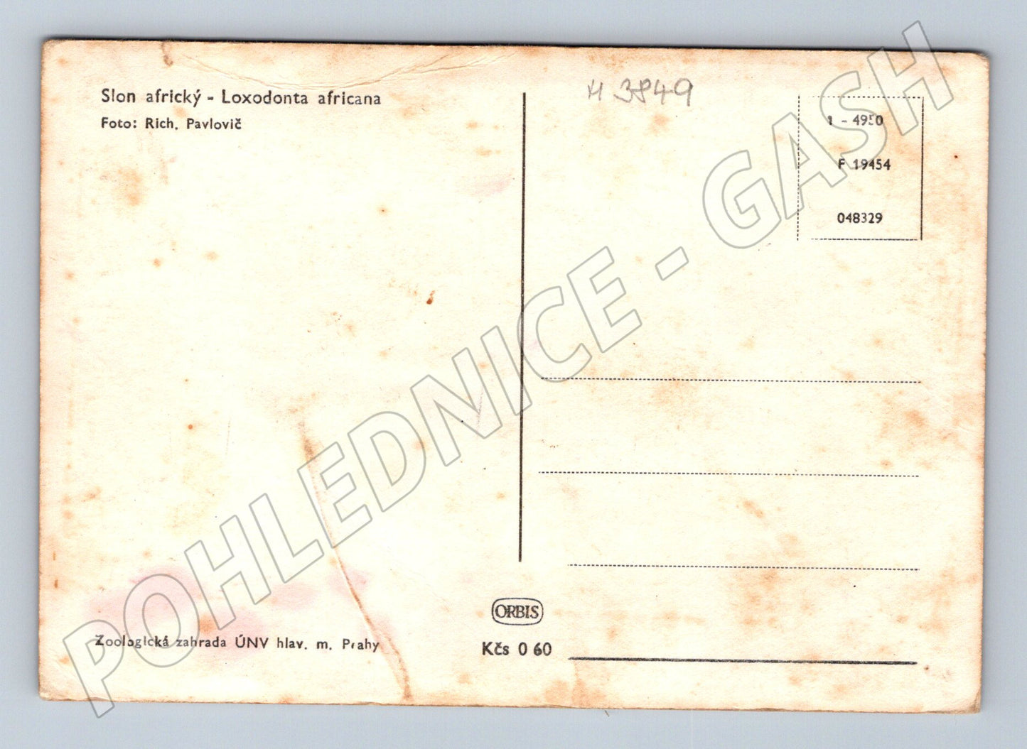 Pohlednice slon africký – Zoo Praha, čb motiv (M3849)