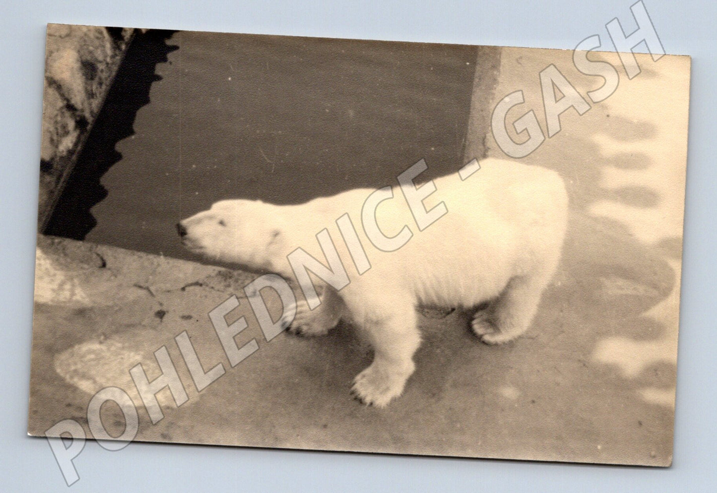 Pohlednice lední medvěd – černobílá (M3850)