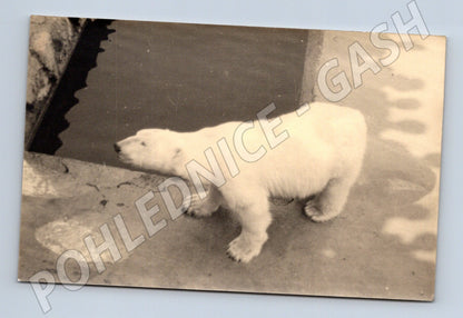 Pohlednice lední medvěd – černobílá (M3850)