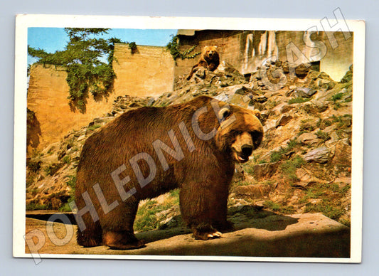 Pohlednice medvěd kodiak – Osveta Bratislava (M3851)