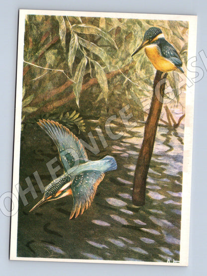 Pohlednice ledňáček – ruská ilustrace (M3852)