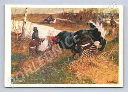 Pohlednice tetřev – ilustrace A. Komarov (M3853)