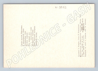 Pohlednice tetřev – ilustrace A. Komarov (M3853)