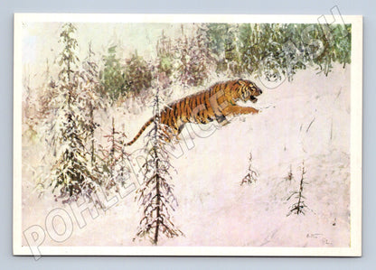 Pohlednice tygr ve sněhu – A. Komarov (M3854)