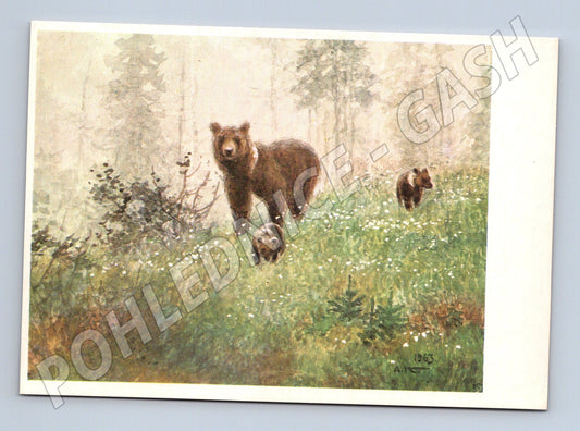 Pohlednice medvědi – ilustrace A. Komarov (M3855)
