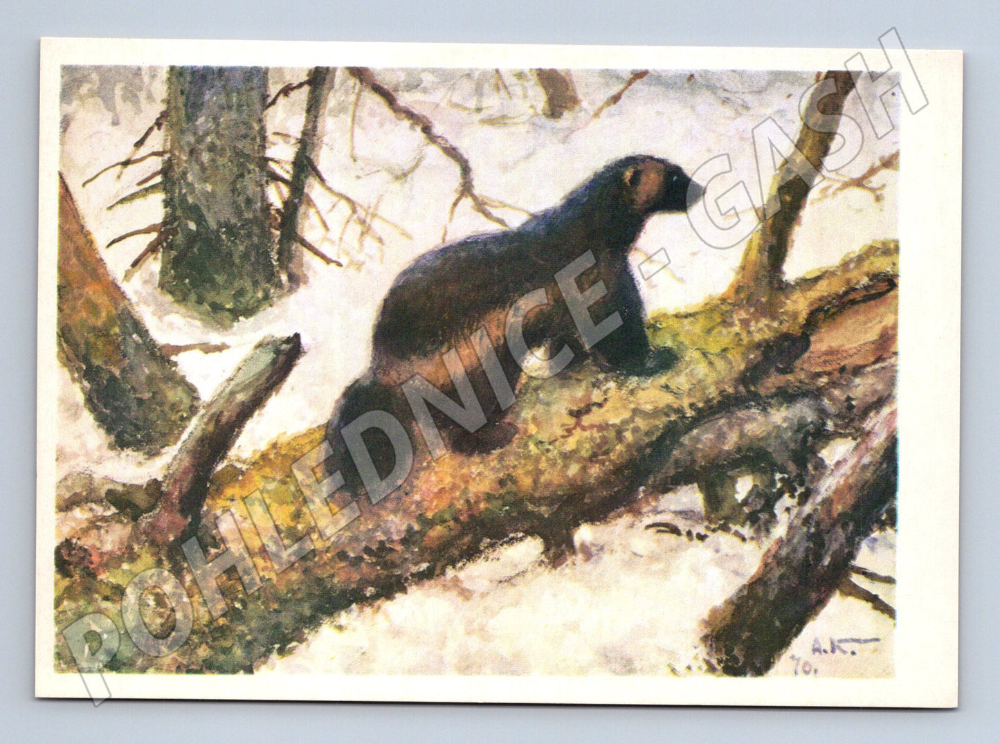 Pohlednice rosomák – ilustrace A. Komarov (M3856)