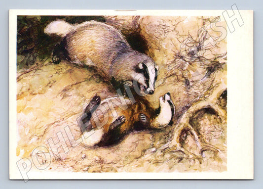 Pohlednice jezevci – ilustrace A. Komarov (M3857)