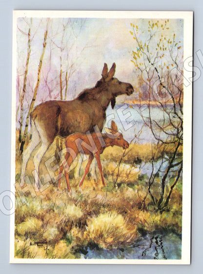 Pohlednice losice s mládětem v lese (M3860)