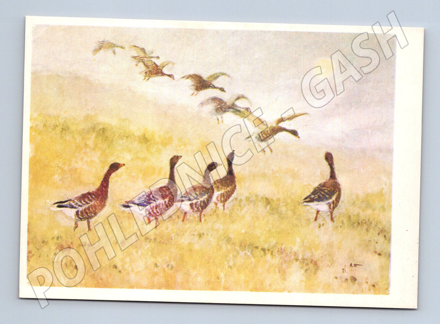 Pohlednice husy – ilustrace Komarov (M3861)