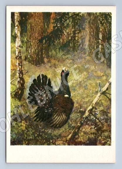 Pohlednice tetřev v lese – Komarov (M3862)
