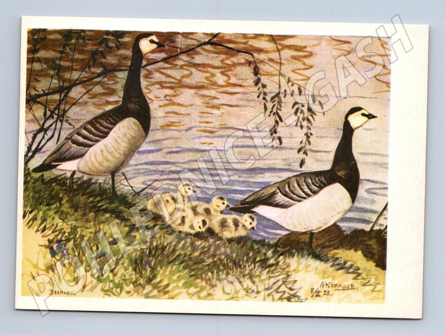 Pohlednice bělolící husy – ilustrace Komarov (M3863)