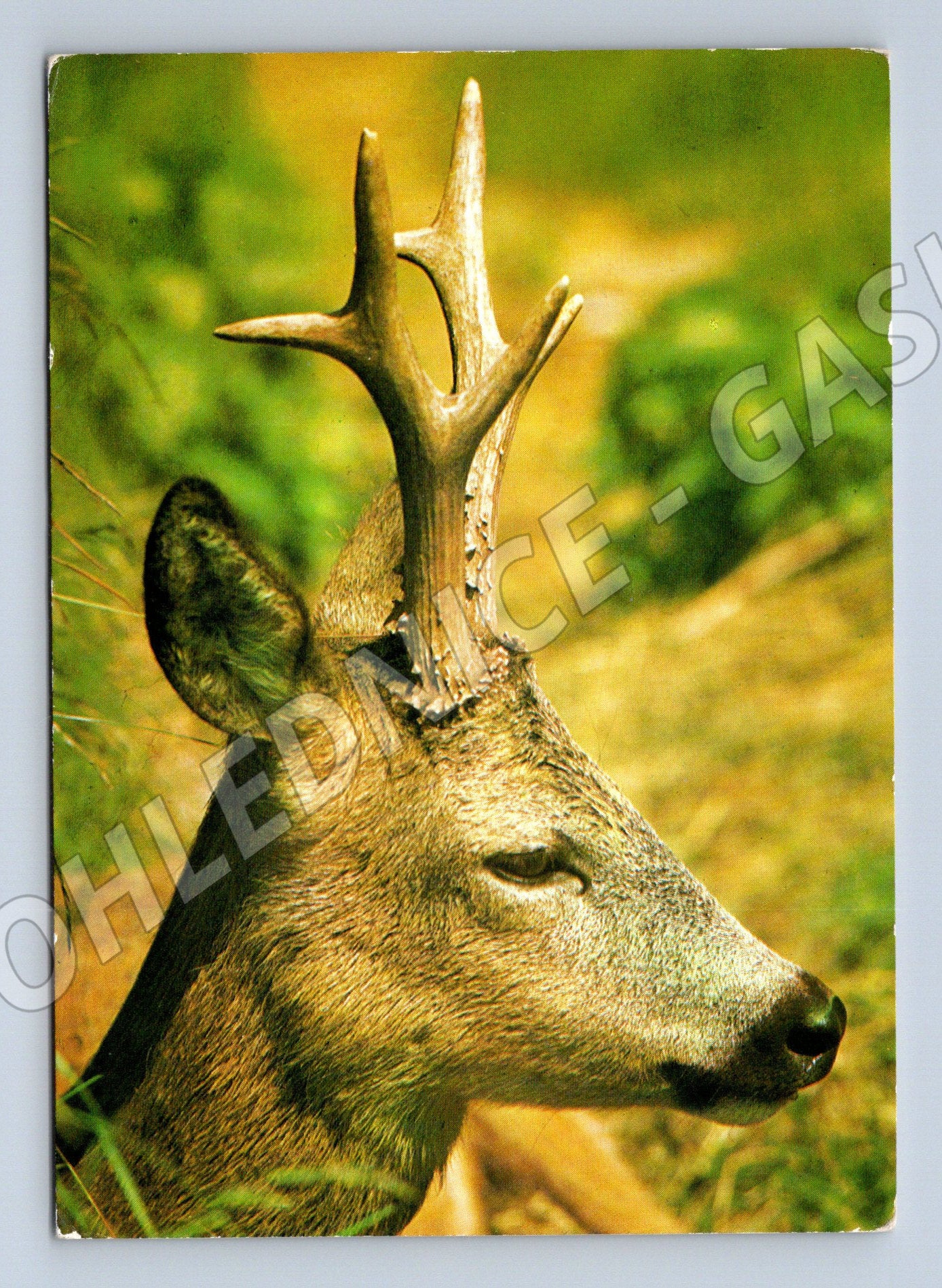 Pohlednice hlava srnce – Eduard Studnička (M3864)